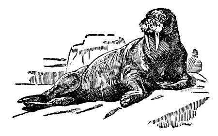 The walrus is a large Arctic marine mammal in the family Odobenidae., vintage line drawing or engraving illustration.のイラスト素材