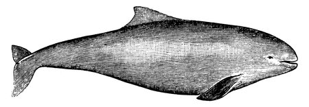 A small toothed ocean fish that is about 6 feet in length and has a blunt head not produced into a long beak, and a thick body tapering toward the tail, vintage line drawing or engraving illustration.のイラスト素材