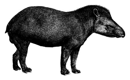 Tapir is a herbivorous mammal in the family Tapiridae of the order Perissodactyla, it has round bodies, short legs and long snouts, vintage line drawing or engraving illustration.のイラスト素材