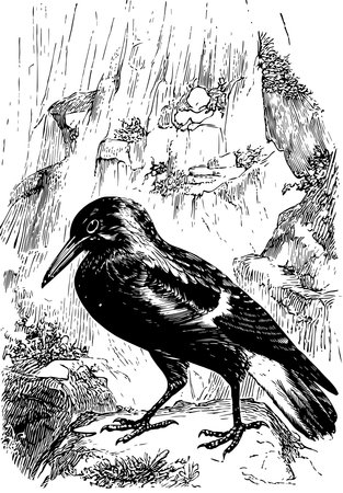 Flute Playing Cassican has been known to eat small birds, vintage line drawing or engraving illustration.のイラスト素材