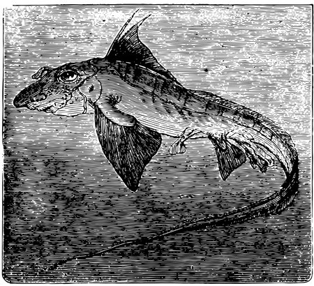 Chimaera Monstrosa which is inhabits the North Sea, vintage line drawing or engraving illustration.のイラスト素材