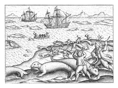 Walrus hunt on the maiden voyage, July 31, 1594の写真素材