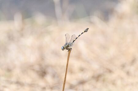 blue dragonfly on a stalk in Africaの写真素材