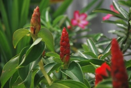 Flowerの写真素材