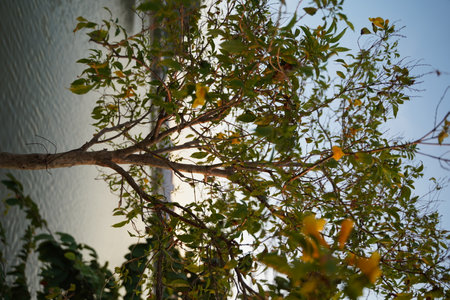 Yellow elder
