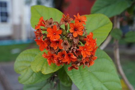 Orange flowers in the garden with green leaves in the background, Thailand.