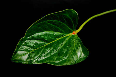 Green leaf on black backgroundの写真素材