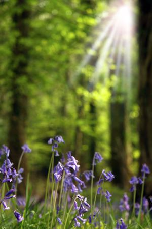 sun rays in a bluebell woodsの写真素材