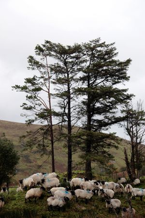 an irish farm with sheep ready for dippingの写真素材