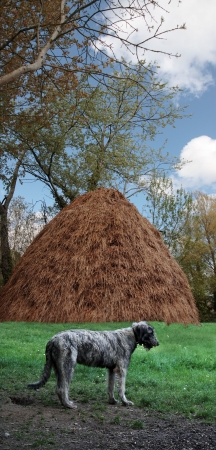 a proud irish wolfhound against an irish farm backgroundの写真素材