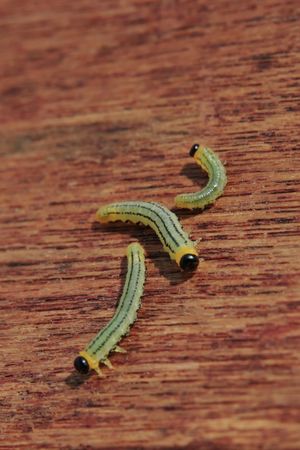 some caterpillars crawling along a grainy timber