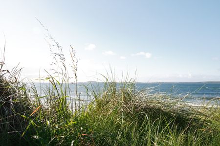tall grass on the sand dunes in kerry irelandの写真素材