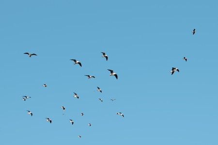 a flock of seagulls against a blue sky