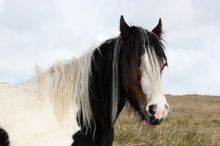a horse resting under a clear blue sky in irelandの写真素材