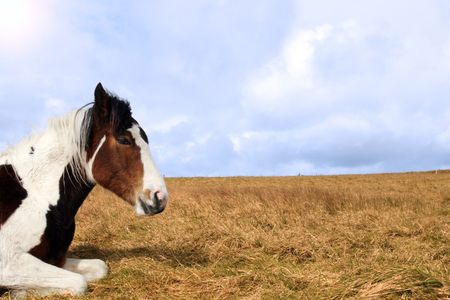 a horse resting under the arch of a rainbowの写真素材