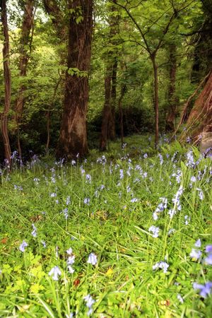 a wood full of bluebells in irelandの写真素材