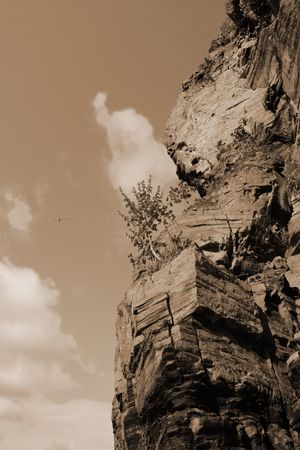 tree in cliffs on the beach in ballybunion ireland in sepiaの写真素材