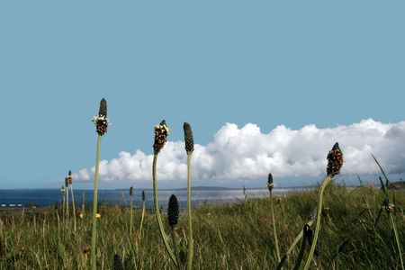 wild grass and weeds on a cliff edge in ballybunionの写真素材