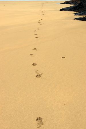 dog tracks on a deserted irish beach in ballybunion irelandの写真素材