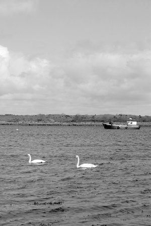 two white beautiful swan in the water with trawler in backgroundの写真素材