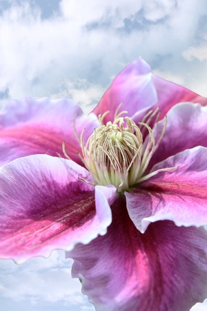a beautiful clematis against a dark stormy blue cloudy skyの写真素材