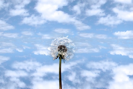 a beautiful wild dandelion flower in the countryside against a blue cloudy skyの写真素材