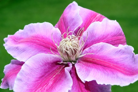 a beautiful clematis against a green grass backgroundの写真素材