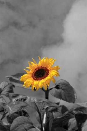 a tall sunflower against a beautiful cloudy sky in black and white with head of flower in yellowの写真素材