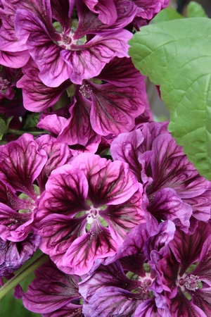 a beautiful bunch of purple flowers in an irish gardenの写真素材