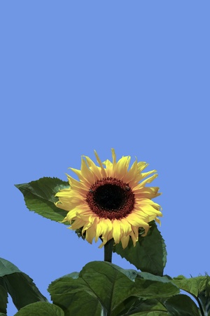 a tall sunflower against a beautiful blue skyの写真素材