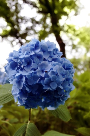 light blue hydrangea in the kerry countryside in irelandの写真素材