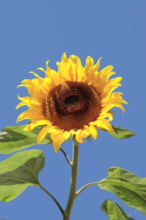 a tall ripe sunflower against a beautiful blue skyの写真素材