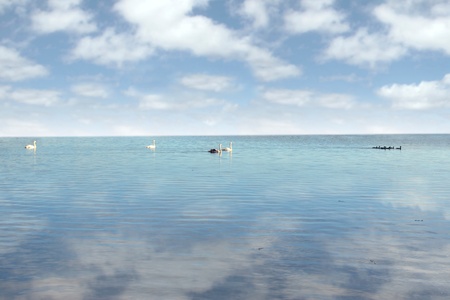 a family of swans gliding peacefuly on the water with a cloudy background and reflectionの写真素材