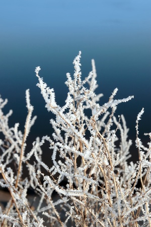 icy twigs and branches in the snow against a blue water or sky backgroundの写真素材