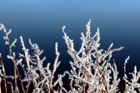 icy twigs and branches in the snow against a blue water or sky backgroundの写真素材