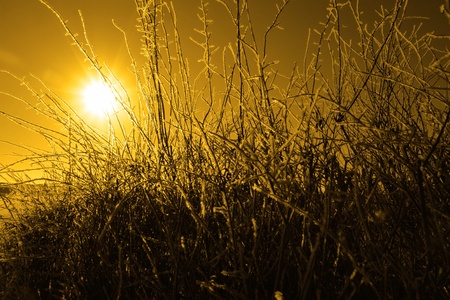 icy twigs and branches in the snow against a orange sun setting sky backgroundの写真素材