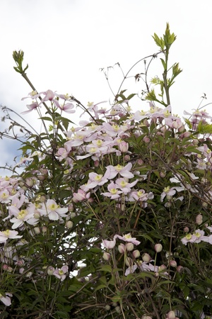 clematis flowers growing in the wild in glenough county tipperary irelandの写真素材