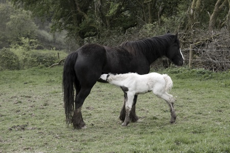 foal feeding from its mother in front of a wooded meadow in tipperary irelandの写真素材