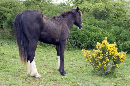 horse grazing in front of a furze bush in a meadow in tipperary irelandの写真素材