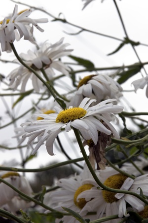 Wild daisies in the irish countrysideの写真素材