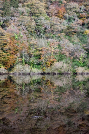 trees in a forest reflected on the calm river blackwater in county Waterford, Ireland の写真素材