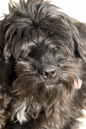 a close up of a scottish terrierの写真素材