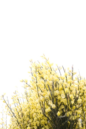 a common Irish yellow  furze bush on a spring dayの写真素材