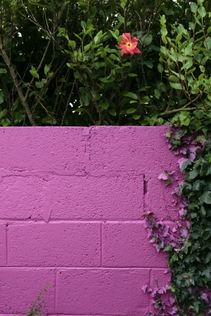 a beautiful pink garden wall with an ivy and hedge frame の写真素材
