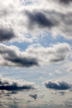 single bird flying in the beautiful cloudy blue sky in Irelandの写真素材