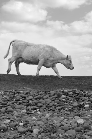 lone cow feeding off the green grass of county Kerry Ireland on the wild atlantic way in black and whiteの写真素材