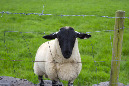lone irish sheep peering through a wire fenceの写真素材
