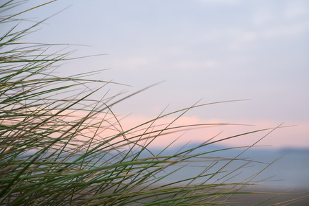 wild dune grass in beal kerry on the wild atlantic wayの写真素材