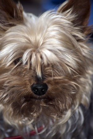 young mini yorkie dog portraitの写真素材