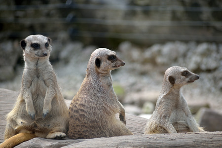 meerkats in fota wildlife park near cobh county cork irelandの写真素材